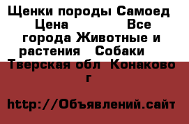 Щенки породы Самоед › Цена ­ 20 000 - Все города Животные и растения » Собаки   . Тверская обл.,Конаково г.